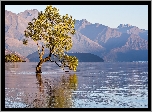 Nowa Zelandia, Jezioro Wanaka, Góry, Drzewo