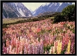 Nowa, Zelandia, Góry, Kwiaty