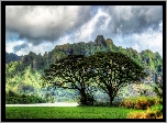 Oahu, Hawaje, Góry, Drzewa