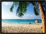 Ocean, Plaża, Palma, Tropiki