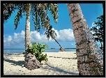 Ocean, Plaża, Palmy, Tropik