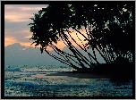 Ocean, Palmy, Zachód, Słońca
