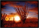 Ocotillo, Sonora, Pustynia, Zachód, Słońca