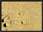 Odciski, Stóp, Plaża, Piasek