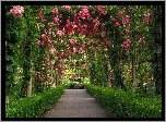 Ogród, Botaniczny, Aleja Różana
