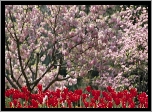 Ogród, Kwitnące, Drzewa, Czerwone, Tulipany
