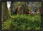 Ogród, Drzewa, Trawy, Czerwone, Tulipany