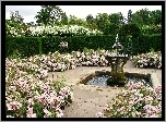 Ogród, Różany, Fontanna, Żywopłot