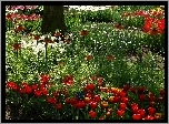 Ogród, Botaniczny, Gatunki, Kwiatów