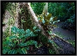 Ogród Botaniczny, Hawaje, USA