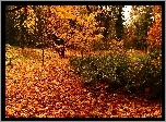 Ogród, Drzewa, Liście, Jesień, Paprocie
