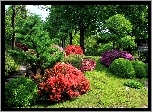 Ogród, Piękne, Kwitnące, Krzewy, Drzewa