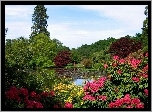 Ogród, Rododendrony, Krzewy, Ozdobne