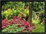 Ogród, Kolorowe, Kwiaty, Furtka