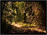 Ogród, Drzewa, Ścieżka, Liście, Jesień