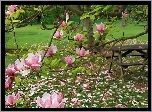 Ogród, Różowa, Magnolia, Stolik