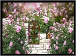 Ogród, Róże, Mur, Okno, Grafika