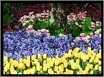 Ogród, Różne, Kwiatki, Żółte, Tulipany