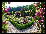 Piękny, Ogród, Różany