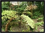 Ogród, Paproć, Sintra, Portugalia