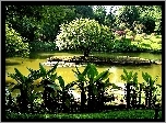 Ogród, Botaniczny, Sri Lanka