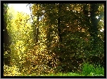 Ogród, Drzewa, Trawa, Jesień