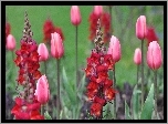 Ogród, Tulipany
