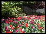 Ogród, Tulipany