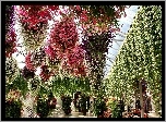 Ogród Botaniczny, Kolorowe, Wiszące, Surfinie