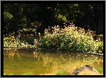 Ogród Botaniczny, Oczko, Wodne, Kwiaty