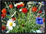 Ogródek, Maki, Ozdobne, Chabry, Rumianki