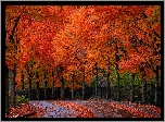 Jesień, Jesienne, Drzewa, Czerwone, Rude, Liście, Droga, Płot, Ogrodzenie