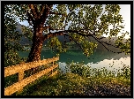 Austria, Karyntia, Gmina Weißensee, Jezioro Weißensee, Drzewo, Ogrodzenie