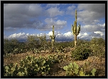 Pustynia, Kaktusy, Opuncje, Karnegia olbrzymia, Saguaro, Chmury, Park Narodowy Saguaro, Stan Arizona, Stany Zjednoczone