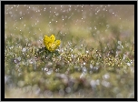 Żółty, Kwiatek, Rannik, Deszcz, Światło, Bokeh