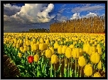 Pola, Żółtych, Tulipanów