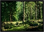 Las, Omszałe, Kamienie