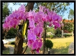 Orchidea, Ogród