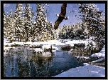 Orzeł, Zima, Las, Jezioro