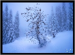 Zima, Zaspy, Śnieg, Ośnieżone, Drzewa, Mgła