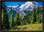 Ośnieżone, Góry, Stratowulkan Mount Rainier, Drzewa, Świerki, Kwiaty, Łąka, Park Narodowy Mount Rainier, Stan Waszyngton, Stany Zjednoczone