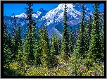 Ośnieżone, Góry, Drzewa, Świerki, Kwiaty, Park Narodowy Mount Rainier, Stan Waszyngton, Stany Zjednoczone