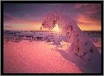 Zima, Pochylone, Osnieżone, Drzewo, Zachód słońca, Zatoka Kandałaksza, Półwysep Kolski, Rosja