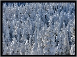 Zima, Ośnieżone, Choinki