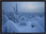 Zima, Ośnieżone, Drzewa, Rezerwat Valtavaara, Laponia, Finlandia