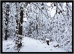 Ośnieżony, Las