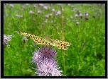 Kwiat, Ostu, Motyl