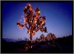 Oświetlone, Drzewo Jozuego, Park Narodowy, Kalifornia