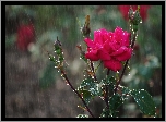 Róża, Pąki, Deszcz