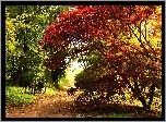 Klon Palmowy, Liście, Czerwone, Ścieżka, Park, Jesień